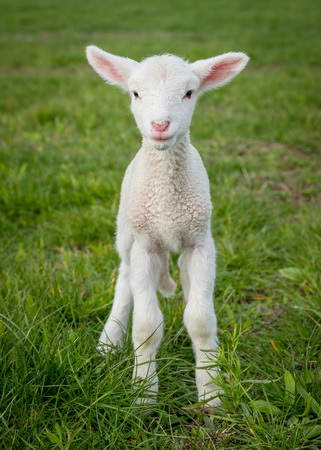 a white suffolk lamb, a few days old, standing on the grassの写真素材