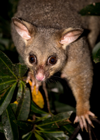 a brush-tailed possum in a treeの写真素材