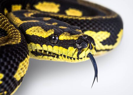 A close up of a jungle carpet python (Morelia spilota cheynei), on a white background.の写真素材