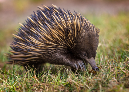 A green jumping spider short-beaked echidna (Tachyglossus aculeatus)の写真素材