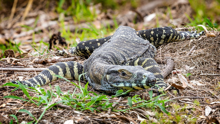 Lace monitor (Varanus varius) in the scrubの写真素材