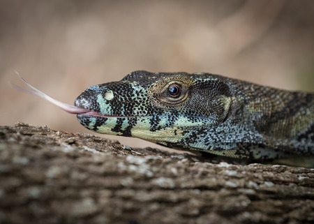 A close up of a Lace monitor (Varanus varius)の写真素材