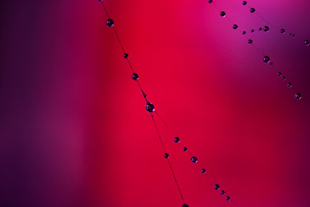 WEB FROZEN DEW Spidera, BEADS IN A PINK'S SOFT FOCUSの写真素材