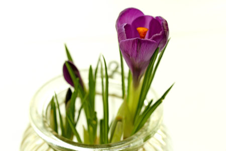 Purple Crocus flowers in a glass jarの写真素材