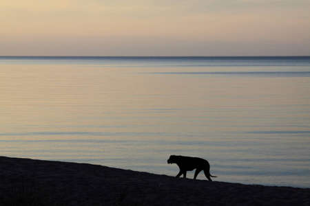 Black dog on the sea shore at sunset timeの写真素材