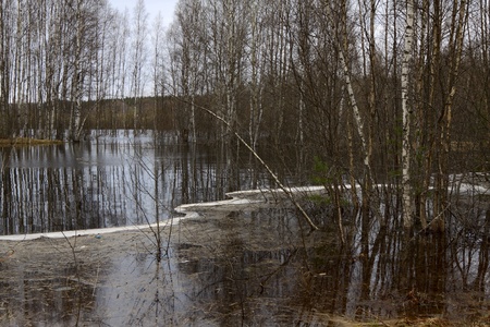 Spring flood, birches in the water, forest lake