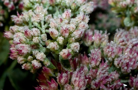 Flowers frozen by morning autumn frost, first winter tracesの写真素材