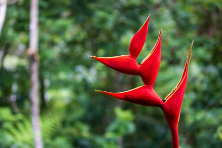 Small, brightly colored bird, the long and thin beak, which allows it to feed on the nectar of...