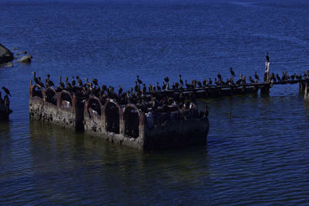 Duck diver from campeche, mexico, resting in flockの写真素材