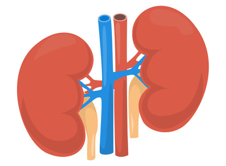 Drawing of children's body part that helps cleanse the bodyのイラスト素材