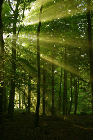 Atmospheric low light image of early morning sunlight bursting through the tree canopy to reach the forest floor. Taken on a misty morning.の写真素材
