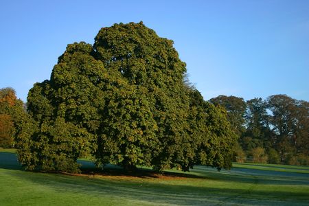 A grand chestnut tree dominates surrounding parkland in Buckinghamshire England