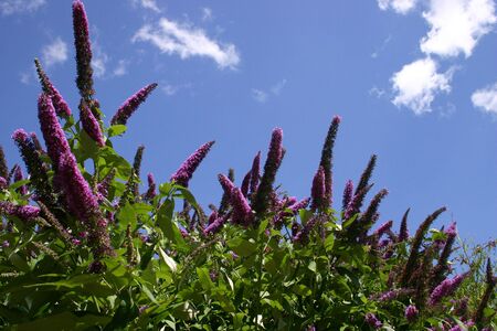 buddleia davidii against a blue mid-summer skyの写真素材