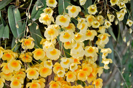 Dendrobium lindleyi steud yellow Orchid の写真素材