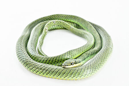 golden tree snake in isolated backgroundの写真素材