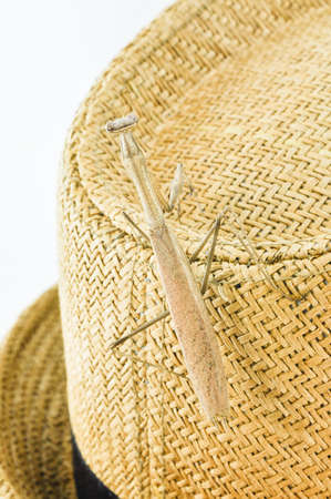 praying mantis on the hat の写真素材