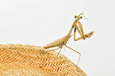 praying mantis on the hat の写真素材