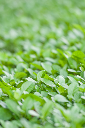 green leave backgroundの写真素材
