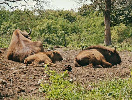 European Bison Family in Forestの写真素材