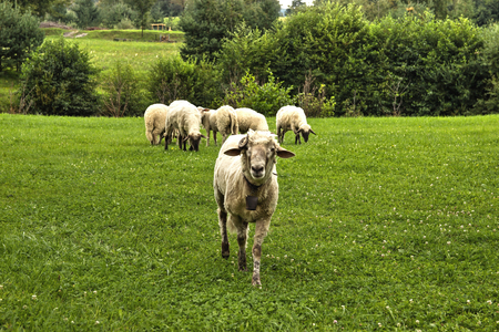 Sheep Horde on Green Pastures