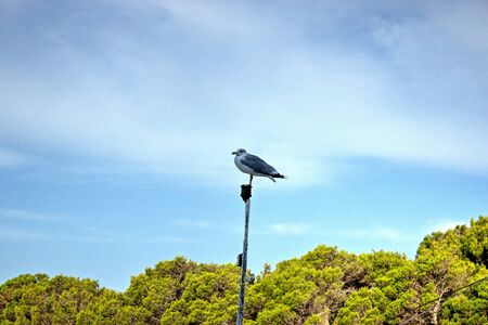 Saddleback on Mast with Trees and Blue Sky Behind.の写真素材