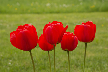 Red Tulipsの写真素材