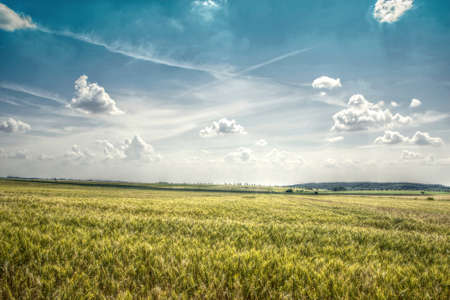 Wheat Field with Dramatic Clouds Aboveの写真素材