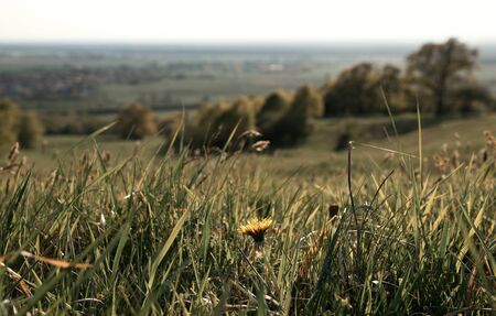 Rural Landscape with Dandelion in Foregroundの写真素材