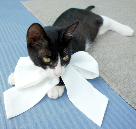 Gift for cat loverの写真素材