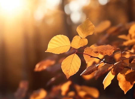 Beautiful autumn leaves natural light background, colorful foliage in octoberの素材