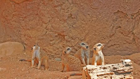 a group of meerkat suricato called a mobの写真素材