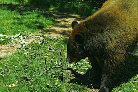this type of bear is brown bearの写真素材