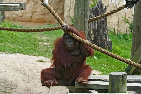 female orangutan hang her hand on the ropeの写真素材