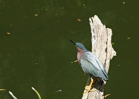 mockingbird standing on tree branch singingの写真素材