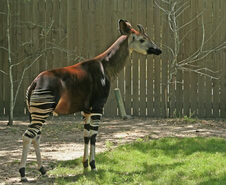 okapi in backyard with fence in the backgroundの写真素材