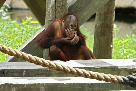  or young orangutan sitting and eatingの写真素材