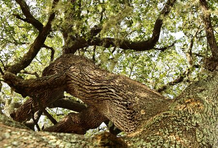 very old oak tree view from bottom, great angleの写真素材