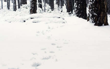 footsteps created on deep snow with shallow depth of fieldの写真素材