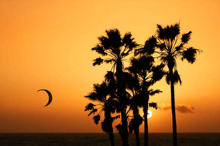 a man's parachutte flying over sunset at venice beach. palm trees silhouette againts orange sky and setting sunの写真素材