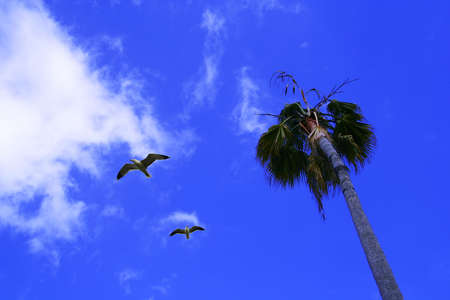palm tree and two beach birds flying over bright blue skyの写真素材