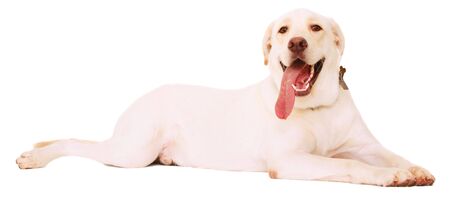 isolated labrador dog creme color laying relax on the floorの写真素材