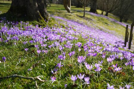 Purple flowers in a field by treesの写真素材