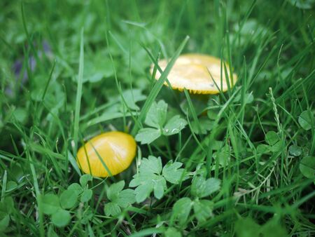 Two yellow mushrooms in green grassの写真素材