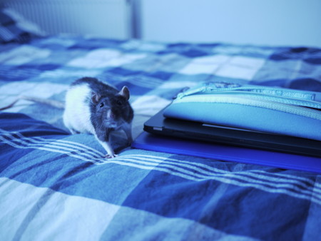 Fancy rat on a bed next to some itemsの写真素材