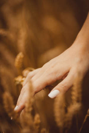 Hand with manicure strokes wheaten spikelets in a field in the orange morning lightの写真素材
