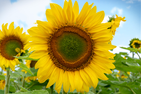 Sunflower close-up, against a blue sky and a field of sunflowers.の写真素材