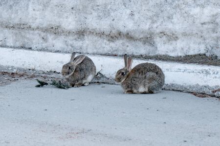Rabbits in the snow in spring.