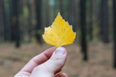 Hand holds yellow autumn leaf on forest background