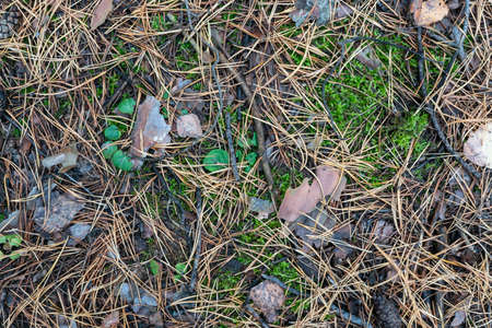 Land in the autumn forest close upの写真素材