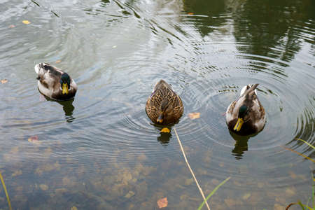 Wild ducks swim in the lake